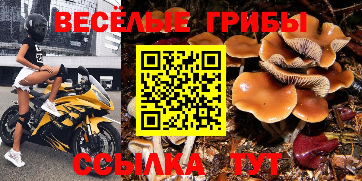 Тверь  наркотики  Вход с VPN  Псилоцибиновые грибы GOLDEN TEACHER 